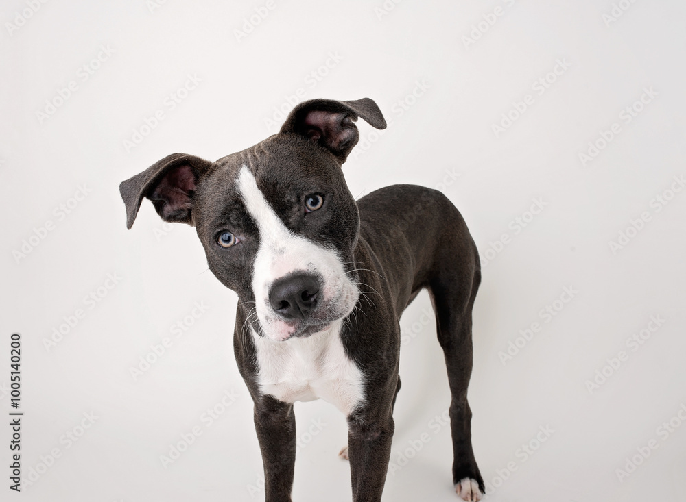 Gray & White Pit Bull, Pittie, Terrier, Dog with Floppy Ears on White Background Gray & White Pit Bull, Pittie, Terrier, Dog with Floppy Ears on White Background
