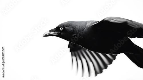 Black Bird in Flight on White Background photo