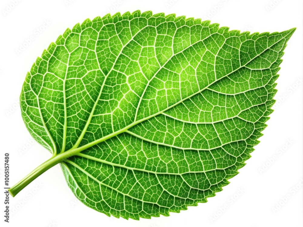 Vibrant green leaf with intricate veins and delicate edges, isolated on a soft white background, showcasing the beauty of nature's simplest yet most striking details. Vibrant green leaf with intricate veins and delicate edges, isolated on a soft white background, showcasing the beauty of nature's simplest yet most striking details.