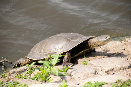 Fotografi Tortuga de laguna ó sudamericana de arroyo