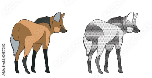 Maned Wolf, Chrysocyon brachyurus, is a typical animal of the Cerrado and the largest canid in South America. Back pose. tranparent background.