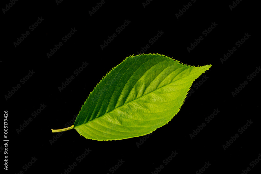 Obraz premium 黒バックの桜葉