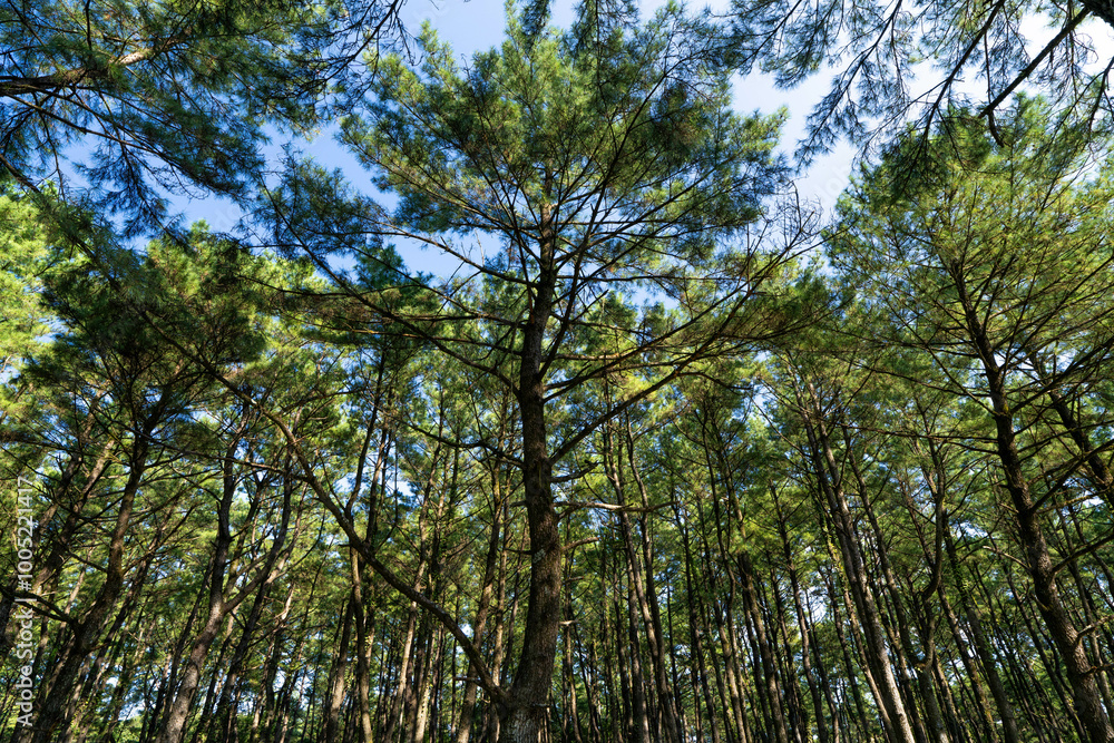 Fototapeta premium 松の木