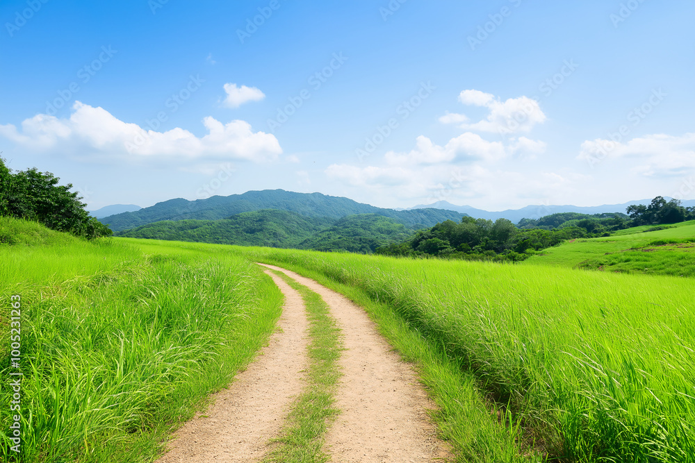 Fototapeta premium Scenic Countryside Dirt Road Through Green Fields – Peaceful Nature Landscape with Blue Sky
