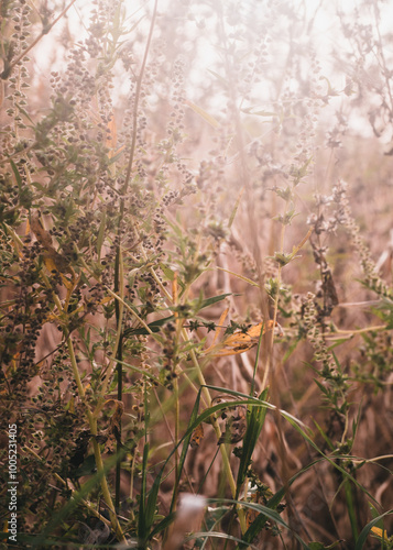 farm fall fields  photo