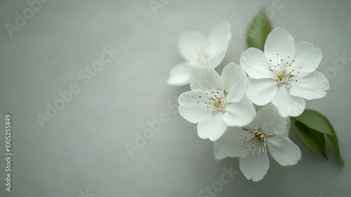 Delicate White Blossoms