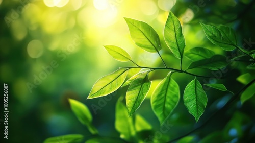 Sunlight Filtering Through Lush Green Leaves