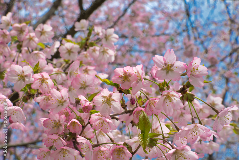 Naklejka premium pink cherry blossom
