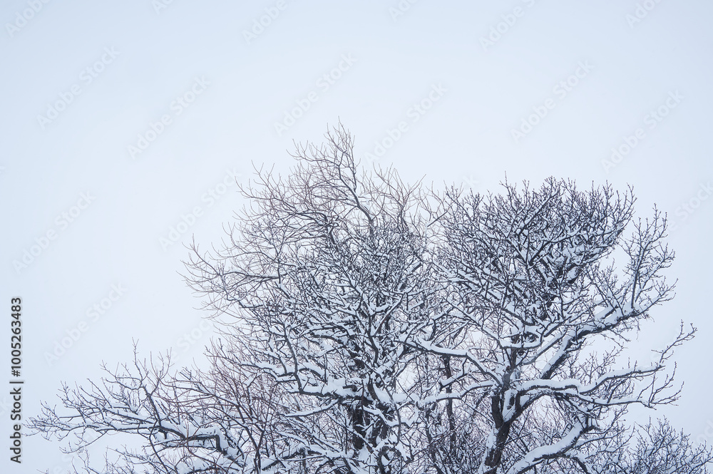 snow on trees in winter snow on trees in winter