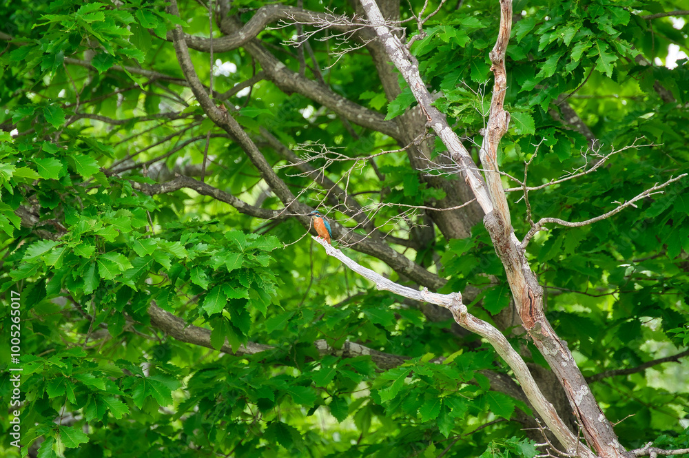 A kingfisher that blends into nature A kingfisher that blends into nature
