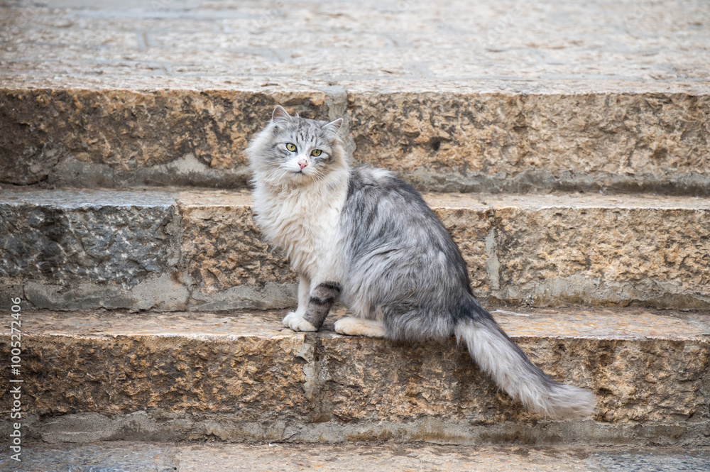 Obraz premium A longhair stray cat. Stray cats are socialized to people and can be adopted into homes.
