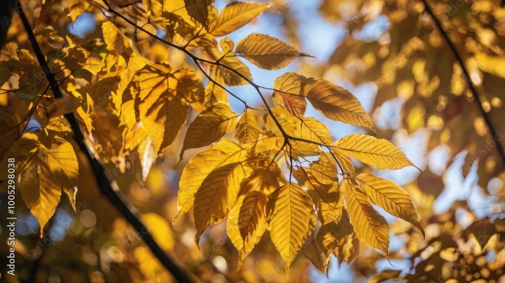 beautiful golden leaves in autumn forest
beautiful golden leaves in autumn forest