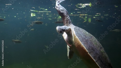 A northern river terrapin (Batagur baska) swims to the surface to breathe
