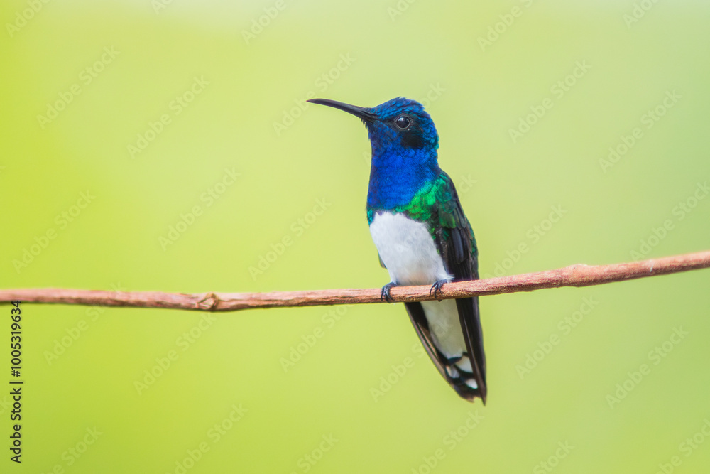 Colibrí Nuquiblanco, White-necked Jacobin, Florisuga Mellivora Colibrí Nuquiblanco, White-necked Jacobin, Florisuga Mellivora