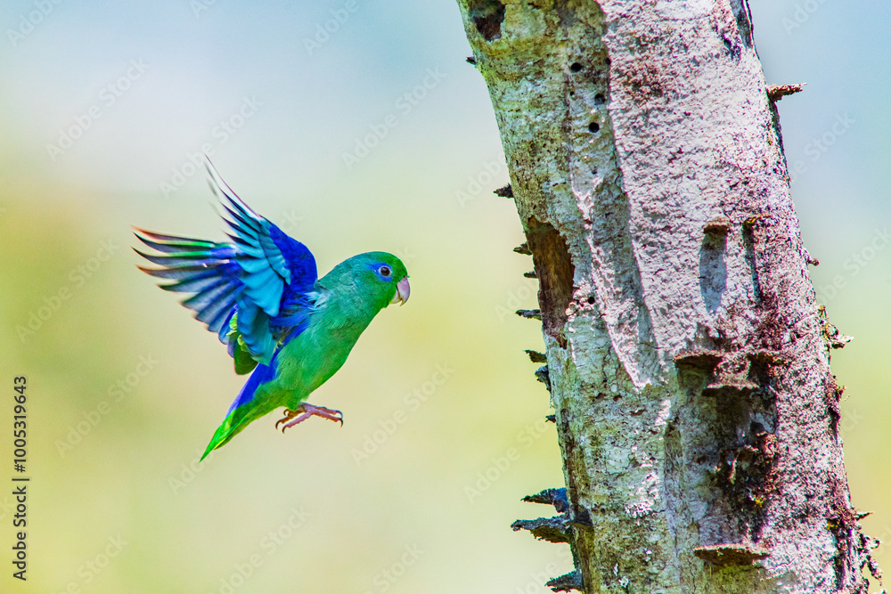Obraz premium Periquito de anteojos o cardonero, Spectacled Parrotlet, Forpus conspicillatus
