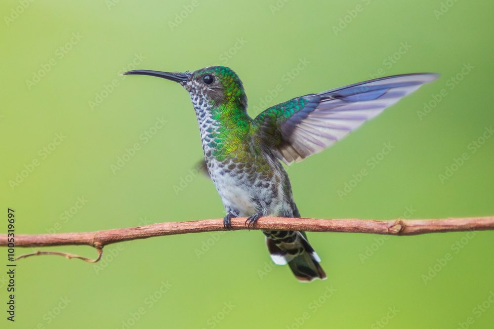 Fototapeta premium Colibrí Nuquiblanco, White-necked Jacobin, Florisuga Mellivora (female)