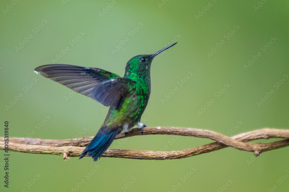 Fototapeta premium Amazilia Coliazul, Steely-vented Hummingbird, Saucerottia saucerrottei 