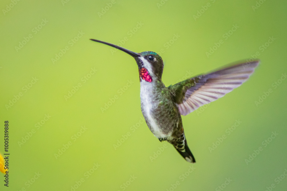Fototapeta premium Picudo Gorgiestrella, Long-billed Starthroat, Heliomaster longirostris