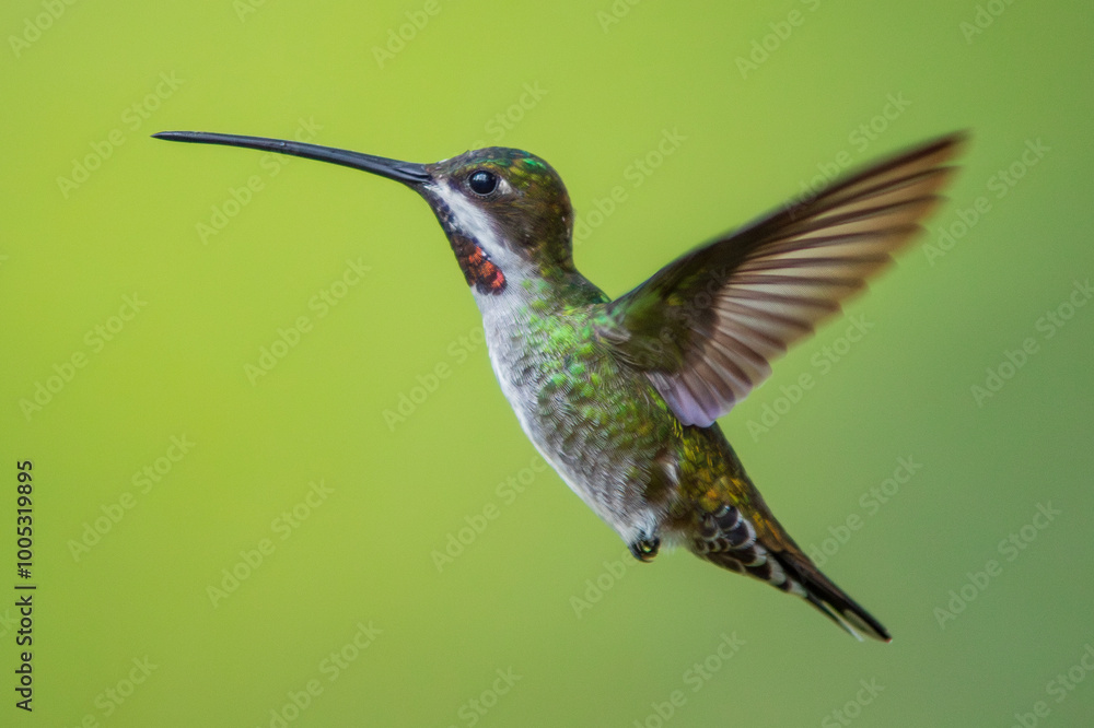 Fototapeta premium Picudo Gorgiestrella, Long-billed Starthroat, Heliomaster longirostris