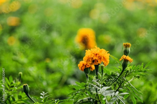Flor de Cempasúchil 