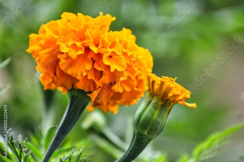 Flor de Cempasúchil 