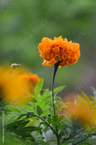 Flor de Cempasúchil 