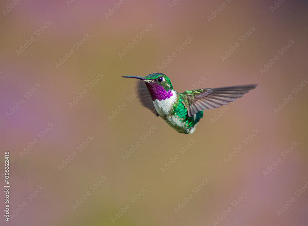 Fototapeta premium Rumbito Buchiblanco, White-bellied Woodstar, Chaetocercus mulsant (male)