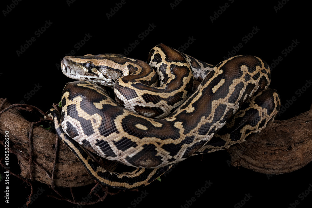 Python molurus bivittatus isolated on black background, Burmese python snake on branch, non-venomous snake