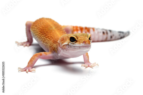 Fat-tailed geckos isolated on white background, leopard gecko lizard, eublepharis macularius	 photo