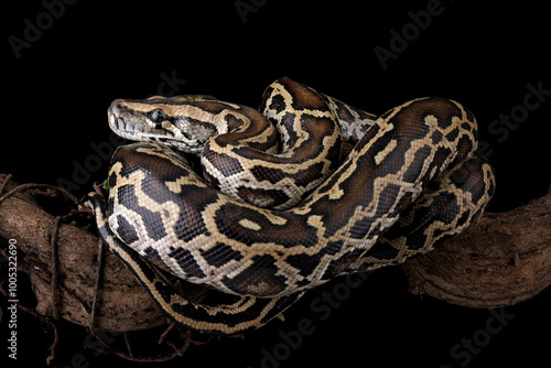 Obraz na płótnie Python molurus bivittatus isolated on black background, Burmese python snake on branch, non-venomous snake w salonie