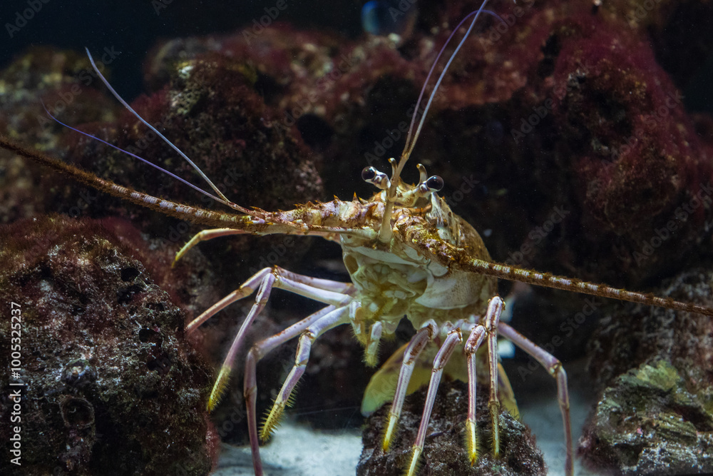 Panulirus argus, the Caribbean spiny lobster Panulirus argus, the Caribbean spiny lobster