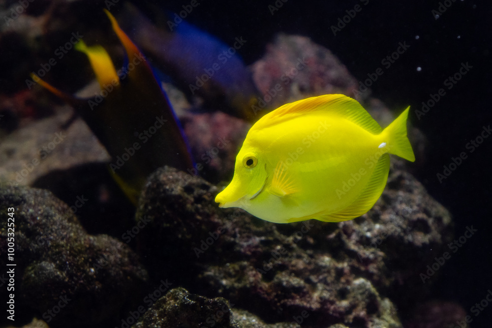 yellow tang (Zebrasoma flavescens), also known as the lemon sailfin, yellow sailfin tang or somber surgeonfish yellow tang (Zebrasoma flavescens), also known as the lemon sailfin, yellow sailfin tang or somber surgeonfish