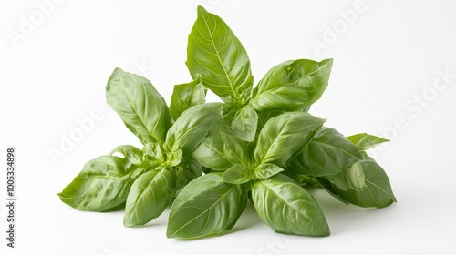 A basil plant with vibrant green foliage displayed on a plain white background, highlighting the freshness and detail of the leaves