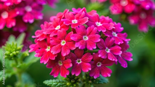 Pink velvet Verbena featuring showy clusters of red star shaped flowers