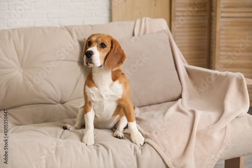 Cute Beagle dog on sofa at home