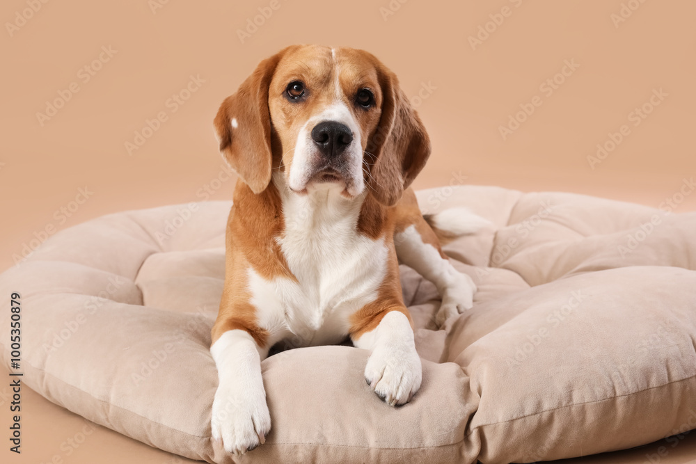 Cute Beagle dog lying in pet bed on brown background Cute Beagle dog lying in pet bed on brown background