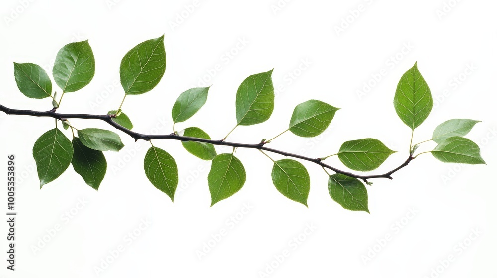 A detailed image of a branch with green leaves isolated on a white background, ideal for nature-themed designs and presentations A detailed image of a branch with green leaves isolated on a white background, ideal for nature-themed designs and presentations