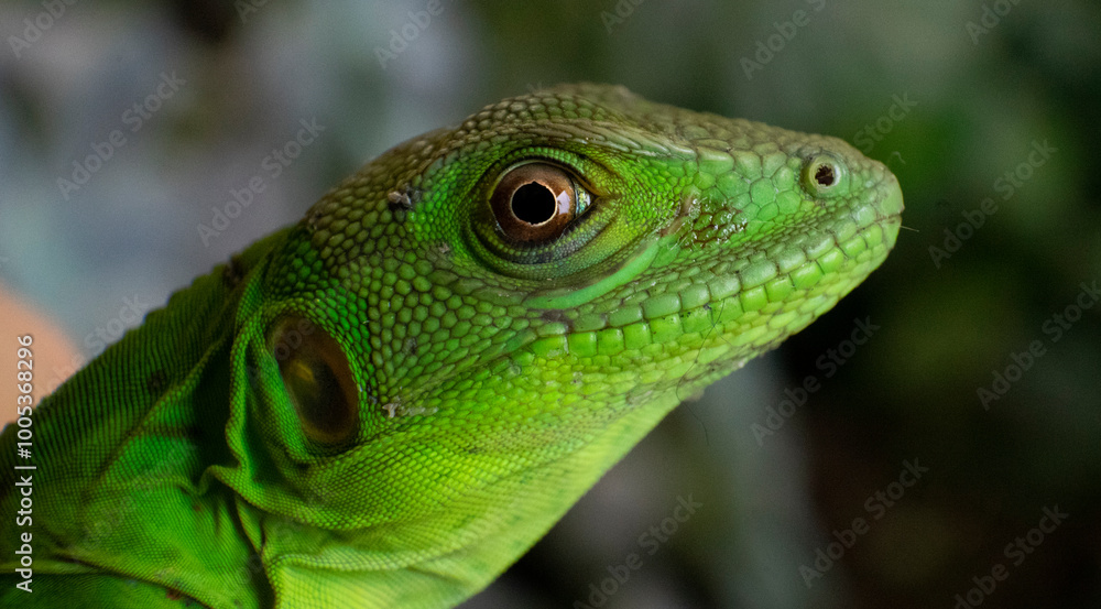 Una iguana verde posando para la camara