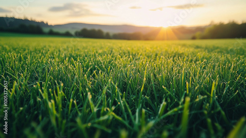 green field and sun