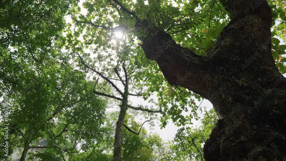 Big tree sun rays break through spring forest summer morning sunlight. close up fresh foliage branch green trees low angle view nature background. Big tree sun rays break through spring forest summer morning sunlight. close up fresh foliage branch green trees low angle view nature background.