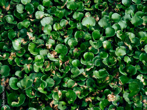 Water hyacinth is aquatic plant native to South America, naturalized throughout the world, and often invasive outside its native range photo