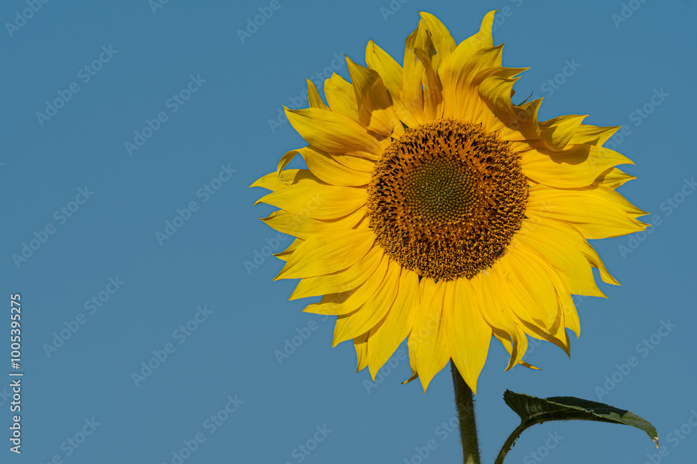 Close up of bright yellow sunflower Helianthus annuus with one leaf on clean blue background space for copy