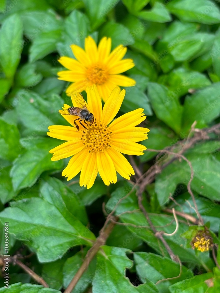 close-up of a honey bee gathering nectar from a small yellow flower in Kerala, India. Captures nature’s pollination process, ideal for environmental, wildlife, or biodiversity-themed projects. close-up of a honey bee gathering nectar from a small yellow flower in Kerala, India. Captures nature’s pollination process, ideal for environmental, wildlife, or biodiversity-themed projects.