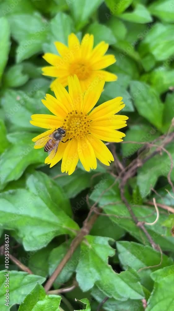 captivating video of a honey bee collecting nectar from a small yellow flower in Kerala, India. Perfect for showcasing the pollination process, biodiversity, and natural beauty in wildlife and environ captivating video of a honey bee collecting nectar from a small yellow flower in Kerala, India. Perfect for showcasing the pollination process, biodiversity, and natural beauty in wildlife and environ