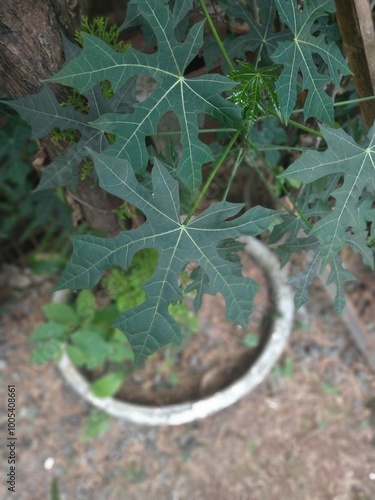 Jatropha aconitifolia Mill,Pepaya Jepang (Indonesia); chaya. tree spinach (English),Cnidoscolus aconitifolius photo