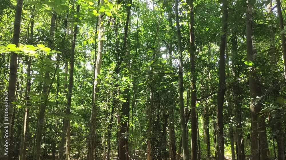 The natural forest with various trees is beautiful. The natural forest with various trees is beautiful.