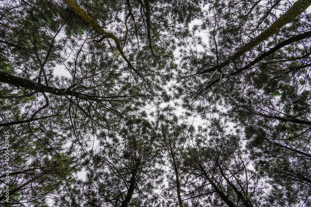 abstract pattern shapes under trees, forest trees and their branches in nature, sky through trees in winter. abstract pattern shapes under trees, forest trees and their branches in nature, sky through trees in winter.