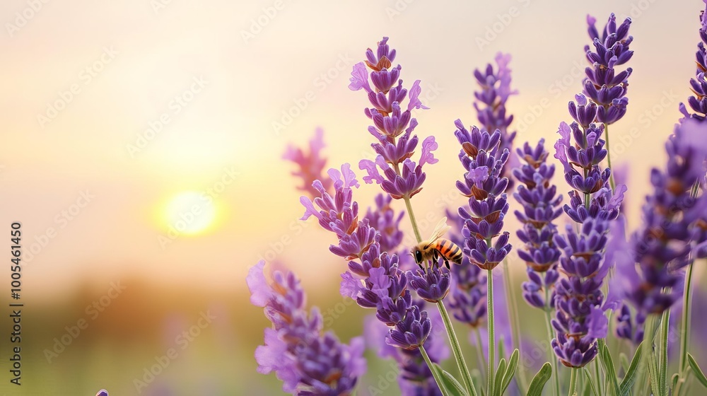 A serene lavender field at sunrise, showcasing vibrant purple blooms and a busy bee, perfect for nature and relaxation themes. A serene lavender field at sunrise, showcasing vibrant purple blooms and a busy bee, perfect for nature and relaxation themes.