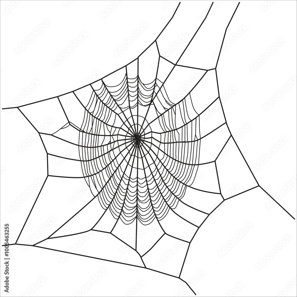 Obraz premium Neatly Crafter Spider Web To Catch Insect 