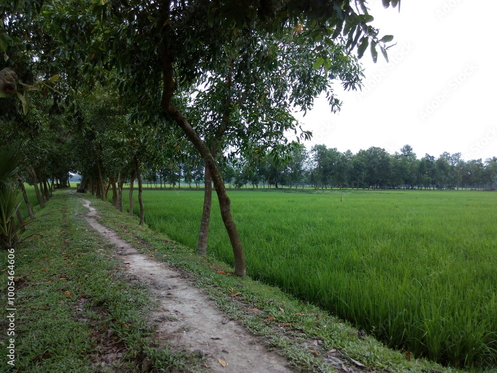 path in the countryside path in the countryside